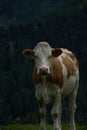Cow at the Nock Alp, Austria