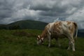 Cow at the Nock Alp, Austria