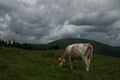 Cow at the Nock Alp, Austria