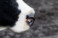 Only a cow nose Royalty Free Stock Photo