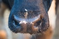 Cow nose close-up. Farm concept Royalty Free Stock Photo