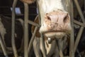 Cow nose close up and mouth, in stable, peeking through bars of a fence in a barn a snout