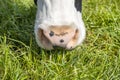 Cow nose, grazing, close up of a cows pink snout in a green grass pasture