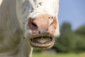 Cow nose and mouth, spit drooling and large pink nostril, the head showing teeth tongue and gums while chewing Royalty Free Stock Photo