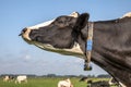 Cow with nose ring, calf weaning ring,  close up of a head  in a green pasture and a blue sky with clouds Royalty Free Stock Photo