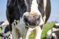 Cow with nose ring, calf weaning ring, close up of a nose Royalty Free Stock Photo