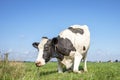 Cow with nose ring and chain, kneeling or rising up cow,  knees in the grass, black and white in a pasture under a blue sky Royalty Free Stock Photo