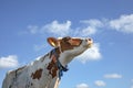 Cow with nose up and spying eye under a blue sky with clouds Royalty Free Stock Photo
