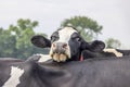 Cow nosy looking over the back of another cow, black and white cows,  clouds in a blue sky Royalty Free Stock Photo