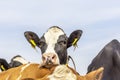 Cow nosy looking over the back of another cow, frank and sassy, black and white and a pink nose, a blue sky Royalty Free Stock Photo