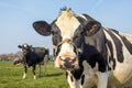 Cow nosy oncoming and approaching looking, rope around snout, friendly expression