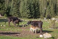 Cow nursing calf