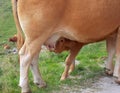 cow nursing her calf with milk from her udders Royalty Free Stock Photo