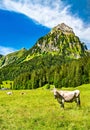 Cow in the Swiss Alps Royalty Free Stock Photo