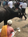 Cow with an old man in Dehli