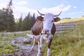 Cow and old wood fence Royalty Free Stock Photo
