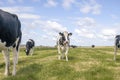 Cow oncoming towards in a field, nosy black and white cows, approaching the camera