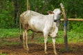 cow. Ongole Crossbred cattle or Javanese Cow or White Cow or Royalty Free Stock Photo