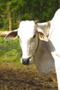 cow. Ongole Crossbred cattle or Javanese Cow or White Cow o