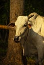 cow. Ongole Crossbred cattle or Javanese Cow or White Cow o Royalty Free Stock Photo