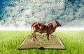 Cow on open book at rice field, Agriculture knowledge Royalty Free Stock Photo