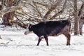Cow Out in Snowy Pastured with Mud On It