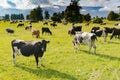 Cow over green glass field with mountain background Royalty Free Stock Photo