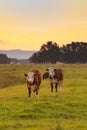 Cow over green glass with sunset sky Royalty Free Stock Photo