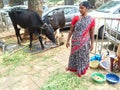 Cow and owner outside a Hindu Temple waiting for Hindu Devotees Royalty Free Stock Photo