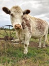 Cow in paddock looking at camera Royalty Free Stock Photo