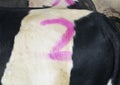 Cow with painted number