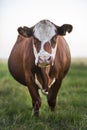 Cow in Pampean field Royalty Free Stock Photo