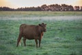 Cow in Pampean field Royalty Free Stock Photo