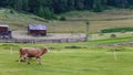 Cow panning