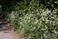 White Cow Parsley, Anthriscus sylvestris, Wild Chervil, Wild Beaked Parsley or Keck flowering in an English country lane Royalty Free Stock Photo