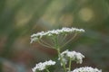 White Cow Parsley flower heads, Anthriscus sylvestris also called Wild Chervil, wild Beaked Parsley or Keck on a green background Royalty Free Stock Photo