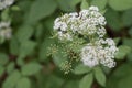 White Cow Parsley flower heads, Anthriscus sylvestris also called Wild Chervil, wild Beaked Parsley or Keck on a green background Royalty Free Stock Photo