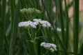 White Cow Parsley flower heads, Anthriscus sylvestris also called Wild Chervil, wild Beaked Parsley or Keck on a green background Royalty Free Stock Photo