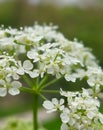 Cow parsley (Anthriscus sylvestris)