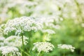 Cow parsley Anthriscus sylvestris with diffused background in a meadow. Small whites, forest flowers on gentle soft green Royalty Free Stock Photo