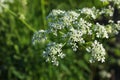 Flower photo. Cow parsley, Anthriscus sylvestris, with diffused background. Summer macro wallpaper. Beautiful photo Royalty Free Stock Photo