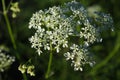 Flower photo. Cow parsley, Anthriscus sylvestris, with diffused background. Summer macro wallpaper. Beautiful photo Royalty Free Stock Photo