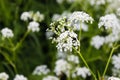 Flower photo. Cow parsley, Anthriscus sylvestris, with diffused background. Summer macro wallpaper. Beautiful photo Royalty Free Stock Photo