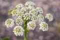 Cow parsley, Anthriscus sylvestris, with diffused background