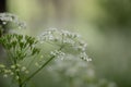 Cow parsley Anthriscus sylvestris, distant cyme of white flowers Royalty Free Stock Photo