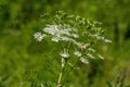 The Cow parsley Anthriscus sylvestris Royalty Free Stock Photo