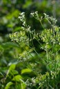 Cow Parsley, Anthriscus sylvestris. Seeds on the stems. On a green background in the natural environment Royalty Free Stock Photo