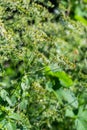 Cow Parsley, Anthriscus sylvestris. Seeds on the stems. On a green background in the natural environment Royalty Free Stock Photo