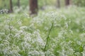 Cow parsley Anthriscus sylvestris, white inflorescence Royalty Free Stock Photo
