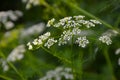 Cow Parsley Anthriscus sylvestris - white summer field flower